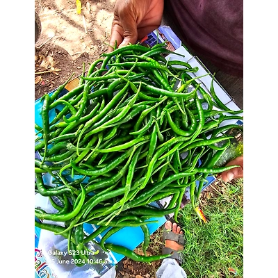 Green Chilly-3