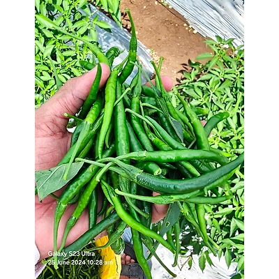 Green Chilly-1