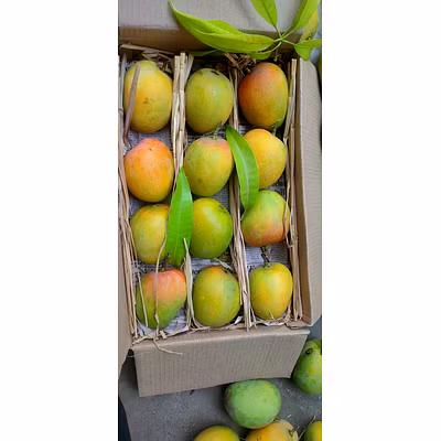 Alphanso Mango (Ratnagiri)-1