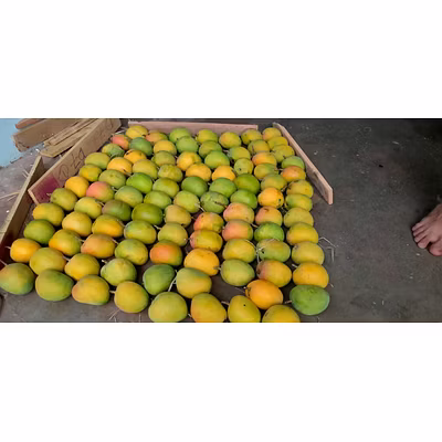Alphanso Mango (Ratnagiri)-2