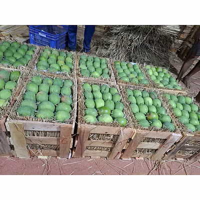 Alphanso Mango (Ratnagiri)-3