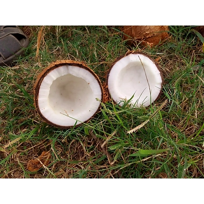 Semi Husk Coconut-1