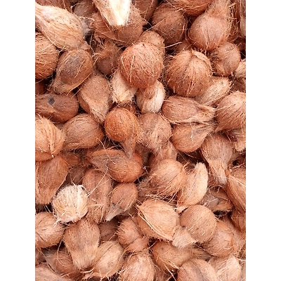 Semi Husk Coconut-2