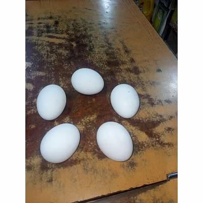 Indian Fresh Eggs-1