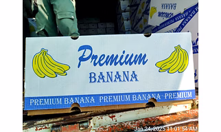 Fresh Indian G9 Banana