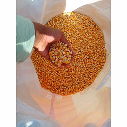 yellow maize