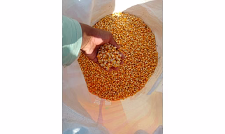 Yellow Maize