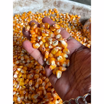 Yellow Maize-1