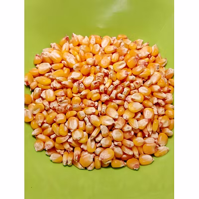 Yellow Maize-2