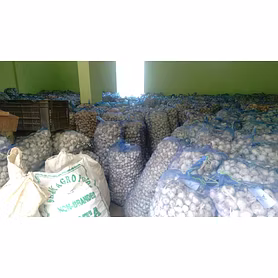 Garlic