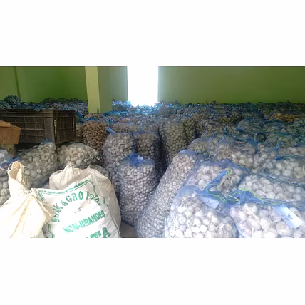 Garlic-12385119