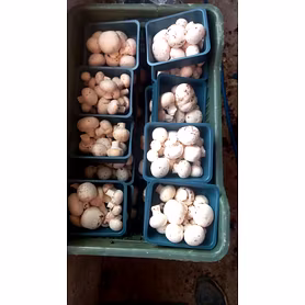 Mushroom
