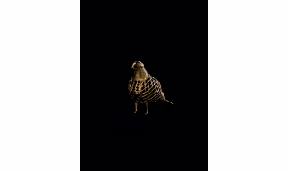 Dhokra Net Bird