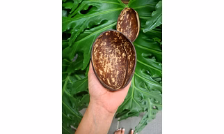 Eco Friendly Coconut Shell OVAL NATURAL FINISH BOWL