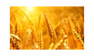 Cereals Different Types