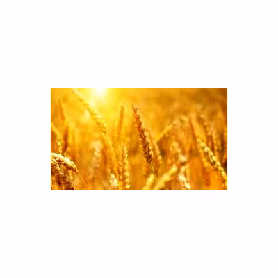 cereals different types