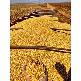 maize