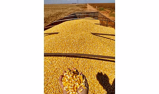 Maize