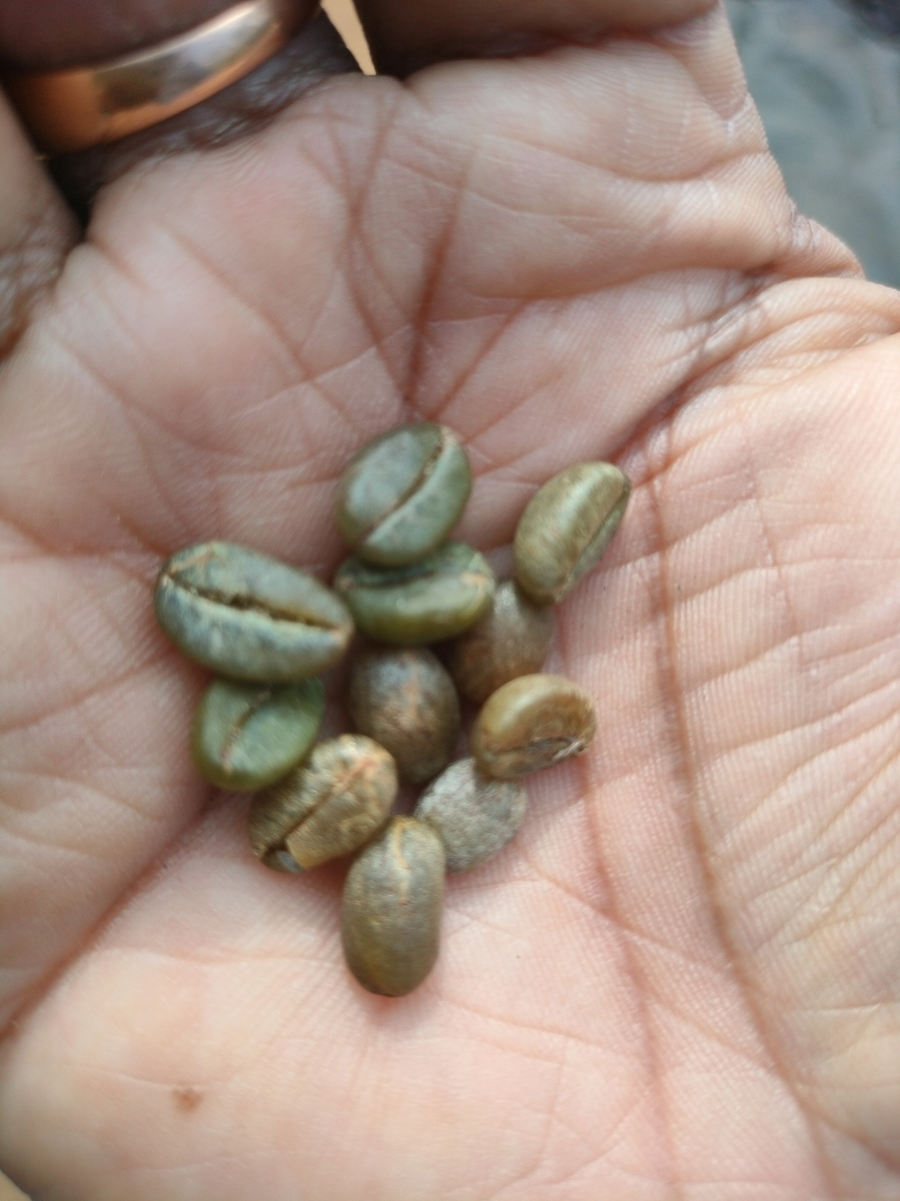 Coffee Green Beans-2