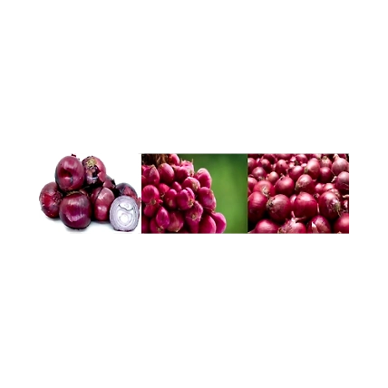 Indian Red &amp; White Onion-12437824