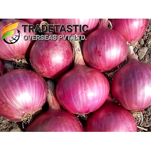 Red Onion