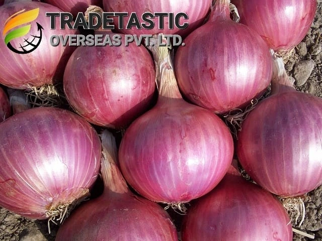 Fresh Indian Onions-1