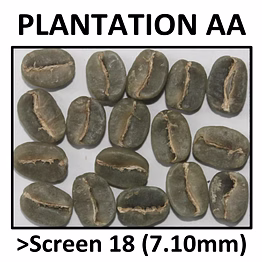 arabica plantation aa