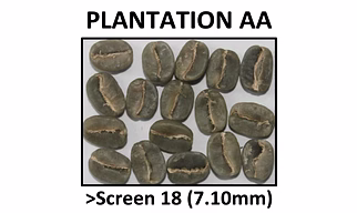Arabica Plantation AA