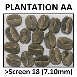 Arabica Plantation AA