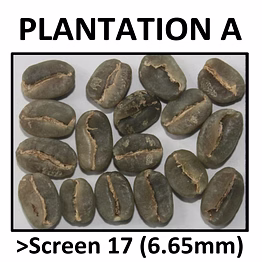 premium green coffee arabica plantation a
