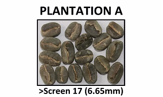 Premium Green Coffee Arabica Plantation A