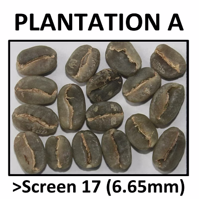 premium green coffee arabica plantation a