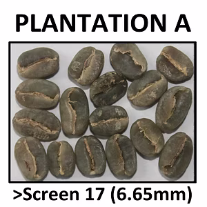 Premium Green Coffee Arabica Plantation A
