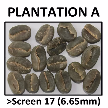 Premium Green Coffee Arabica Plantation A