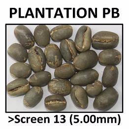 green coffee arabica planation pb