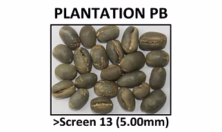 Green Coffee Arabica Planation PB
