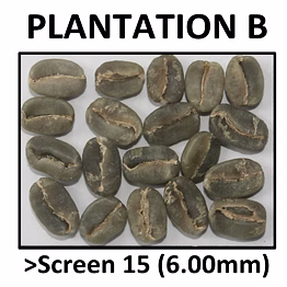 green coffee arabica plantation b