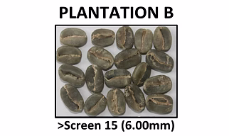 Green Coffee Arabica Plantation B