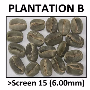 Green Coffee Arabica Plantation B