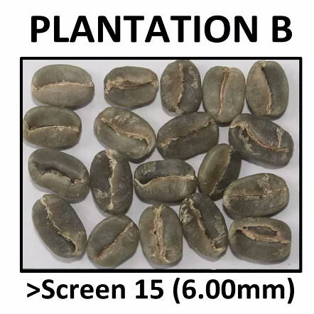 Green Coffee Arabica Plantation B