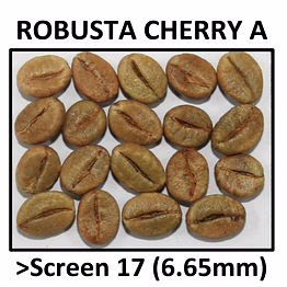 premium green coffee robusta cherry a