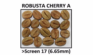 Premium  Green Coffee  Robusta Cherry A