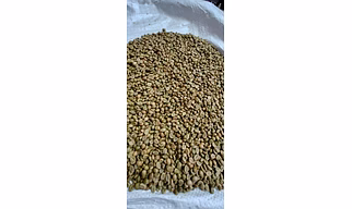 ROBUSTA COFFEE BEANS GREEN GRADE AAA