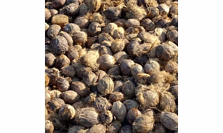 Black Pepper