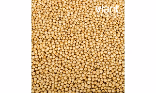 Organic Sorghum