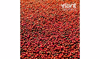 Organic Finger Millet