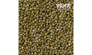 Organic Browntop Millet