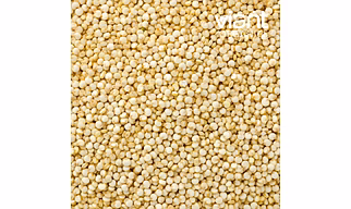 Organic Quinoa