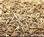 Cumin Seeds / Jeera-2