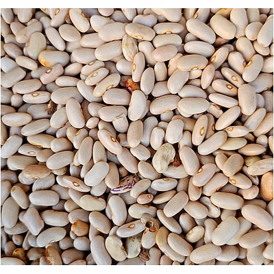 himalayan white rajma